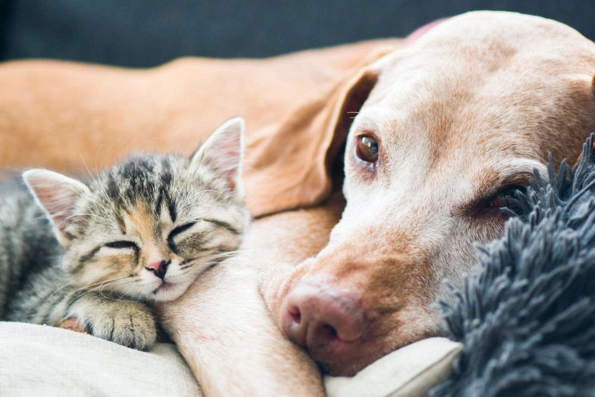 4 conseils pour prendre soin d'un chien ou chat âgé