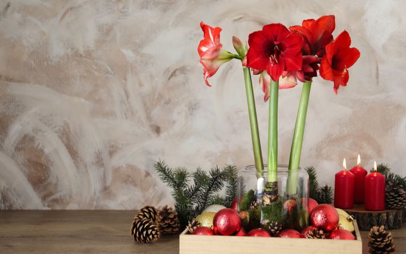 Quelles plantes d'intérieur offrir à Noël?