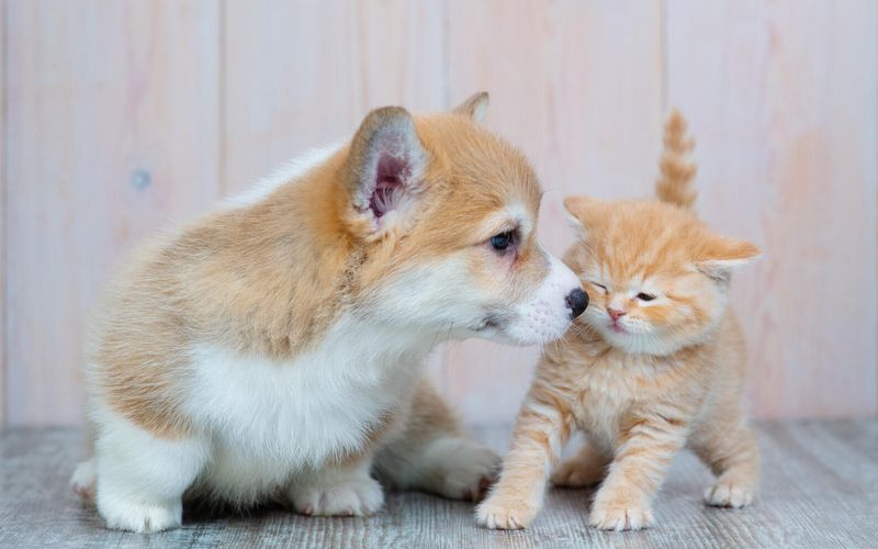 75 millions d’animaux: ces chiffres qui prouvent que nous aimons nos amis les bêtes