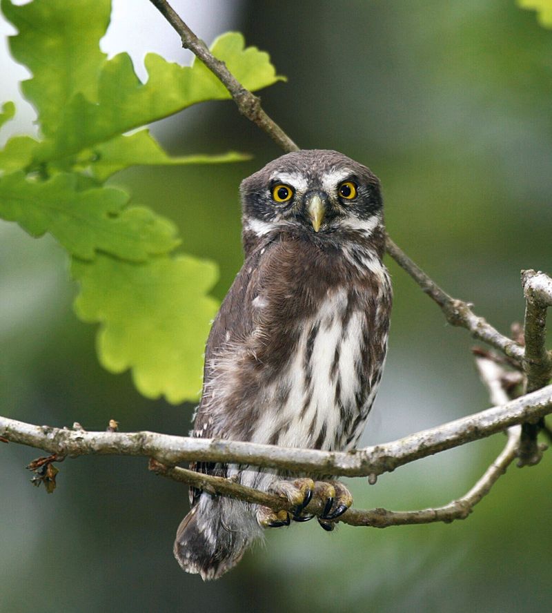 Chouette chevêchette d’Europe