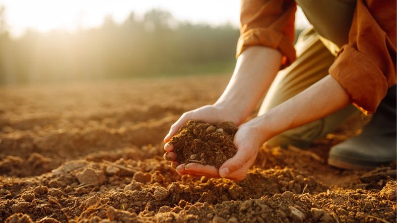 Engrais organiques vs. engrais chimiques : que choisir ?