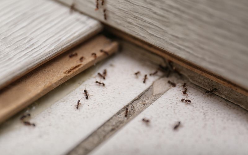 Invasion de fourmis à la maison: les solutions naturelles qui fonctionnent vraiment