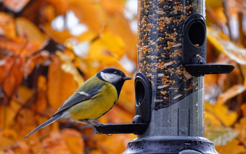 Comment faire venir les oiseaux dans mon jardin?