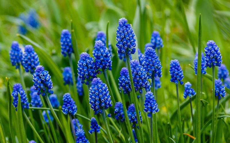 Jardin: "Peut-on couper les feuilles et les tiges du muscari?"