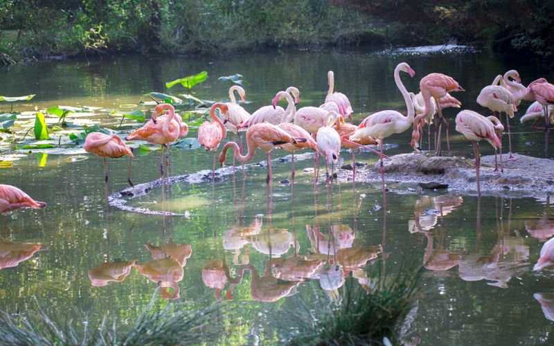 Six sites pour observer les oiseaux en France