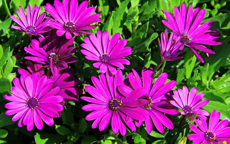 Jardin: "quel animal mange mes osteospermum?"