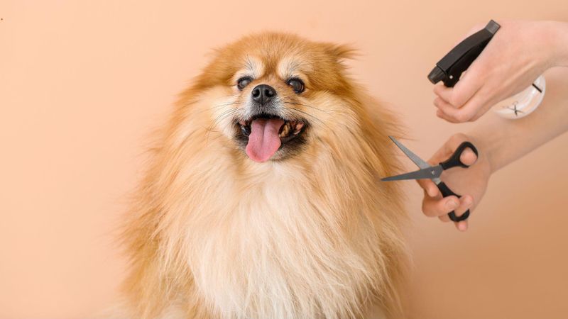 Prenez soin de votre chien avec ces produits Ultra Premium Direct