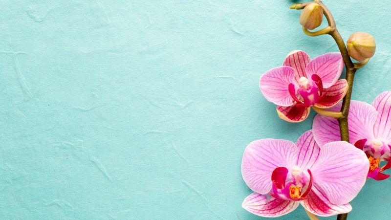 Puzzle: les orchidées