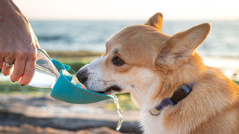 Quels sont les meilleurs accessoires pour votre chien en été ?