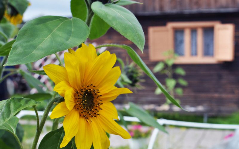 Le tournesol, sous le soleil exactement