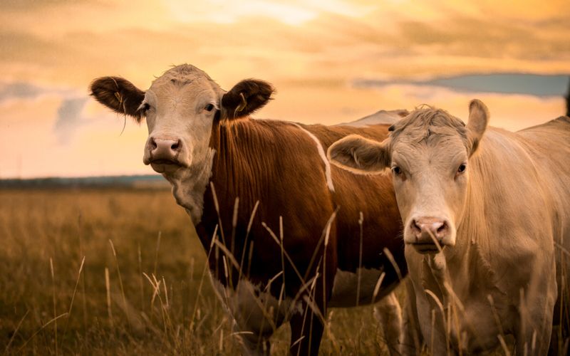 Les clés pour comprendre: les mutations de l'agriculture