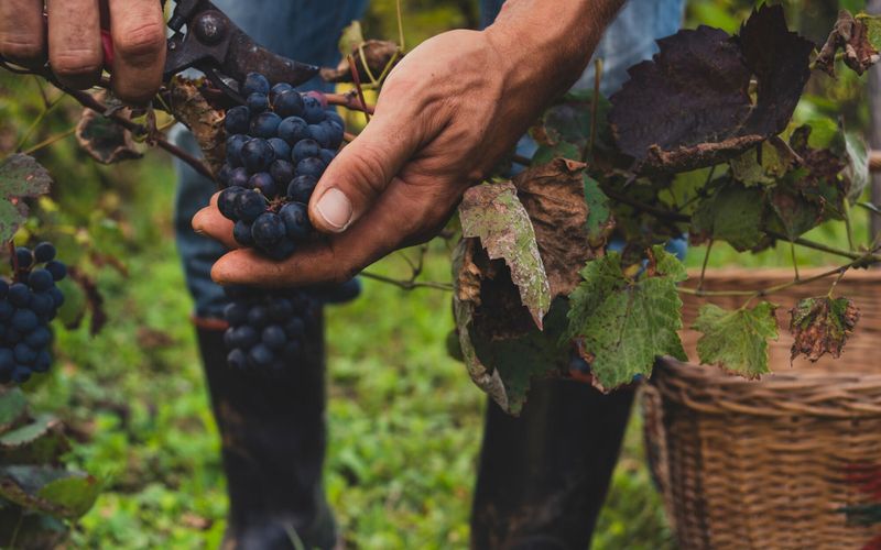 Ces vignerons qui réinventent leur métier