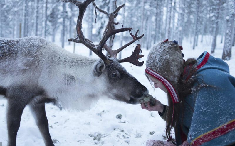 Voyage en Laponie, au royaume des rennes