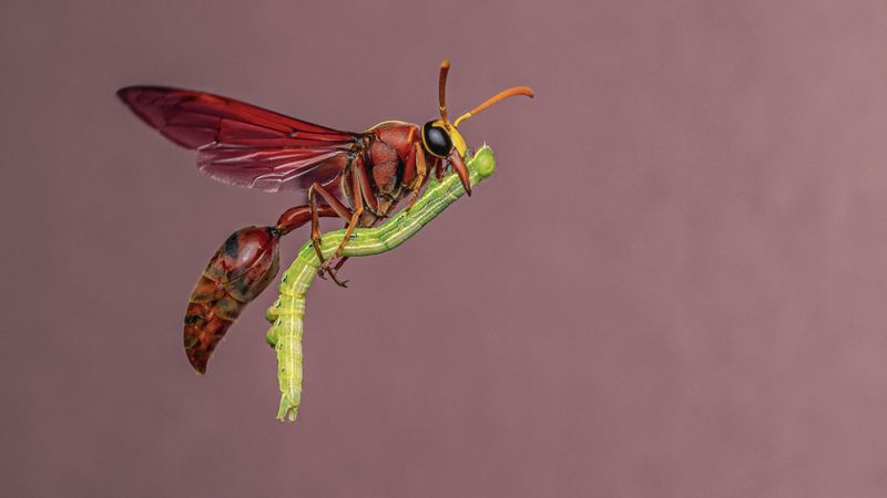 Wildlife Photographer of the Year 2025-2